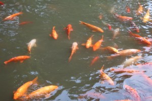 Flow - correnteza, fluxo