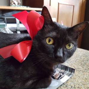 ze-embrulhado-para-presente